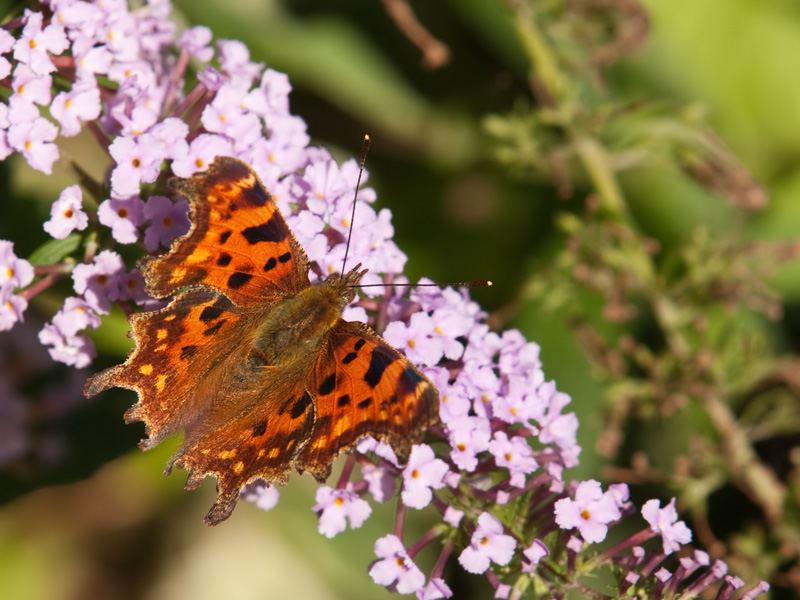 Polygonia c-album Gehakkelde aurelia Comma